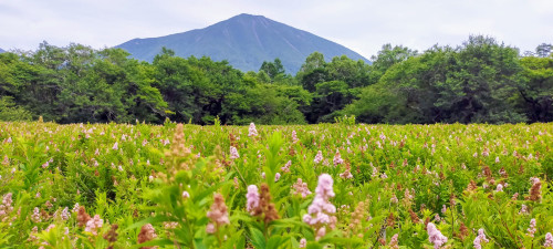 ホザキシモツケ咲く戦場ヶ原と男体山