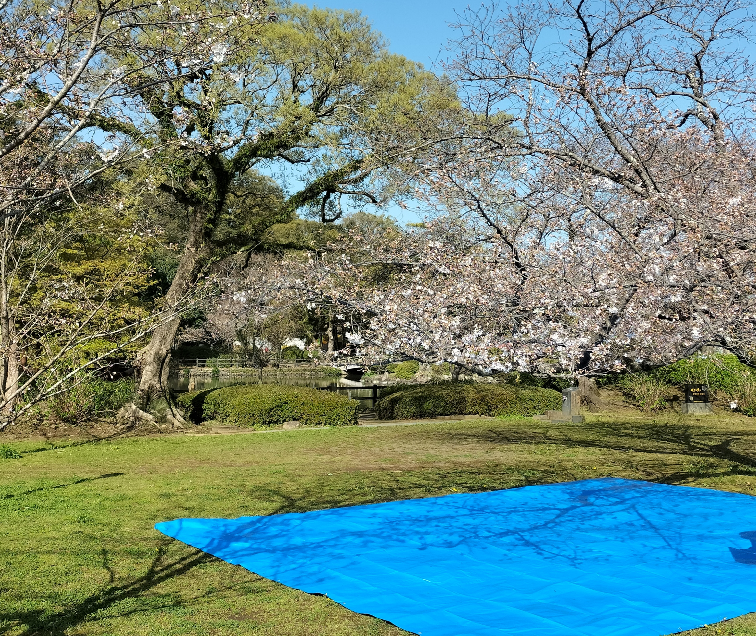 3月29日（金）　大村公園　桜　三分咲くらいですかね？