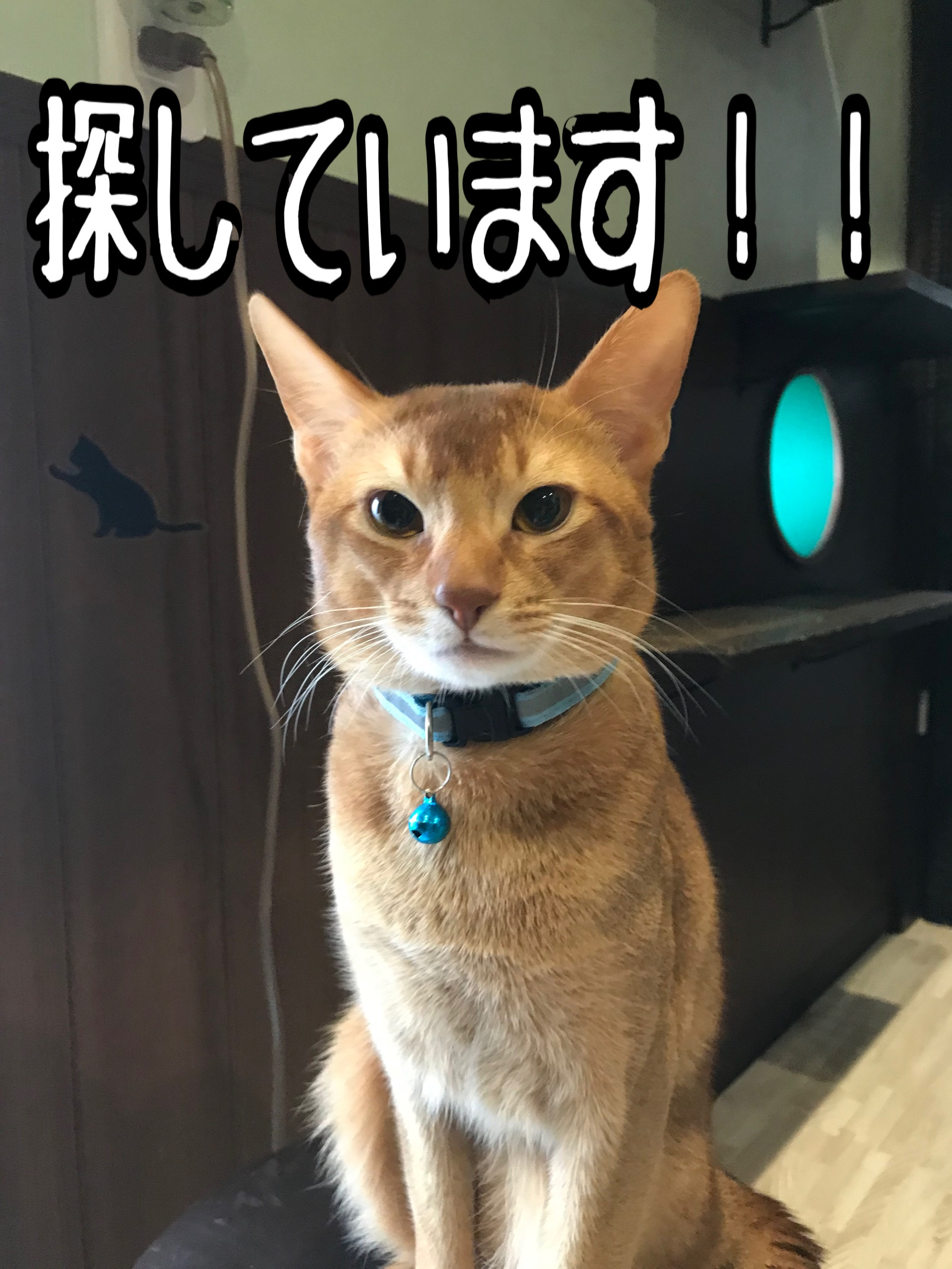 福(プク)くん探しています！！】 - ☆ﾄｩｲﾝｸﾙﾎﾞｯｸｽ☆ 猫カフェ😺にゃん茶