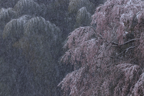 雪桜.JPG