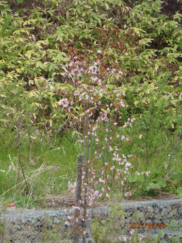 南出桜.JPG