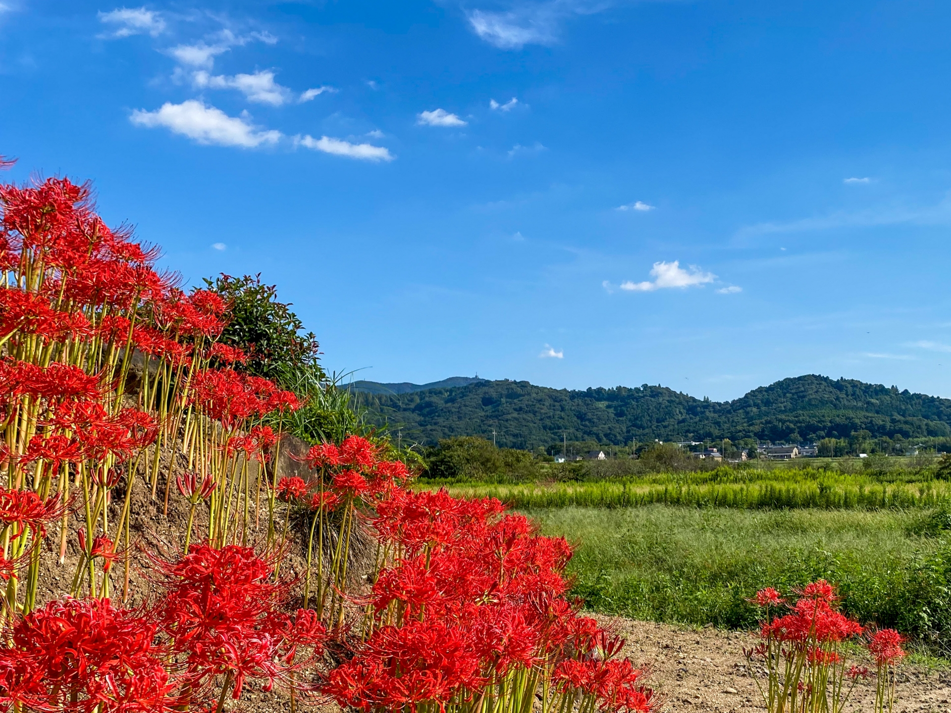 9月22日秋分の日、23日振替休日は通常通り営業いたします。