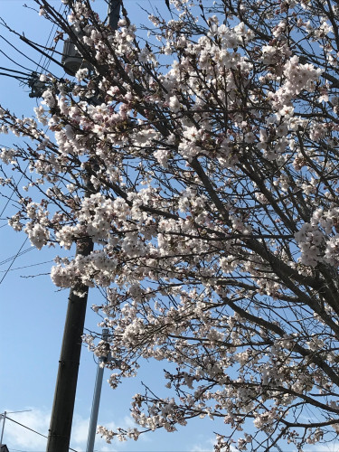 桜🌸が、とってもきれいです(^^♪
