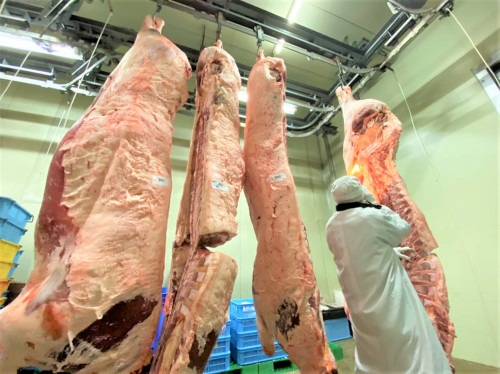 牛の格付けを行う村下商事の仕入担当