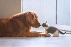 dog and cat.jpg