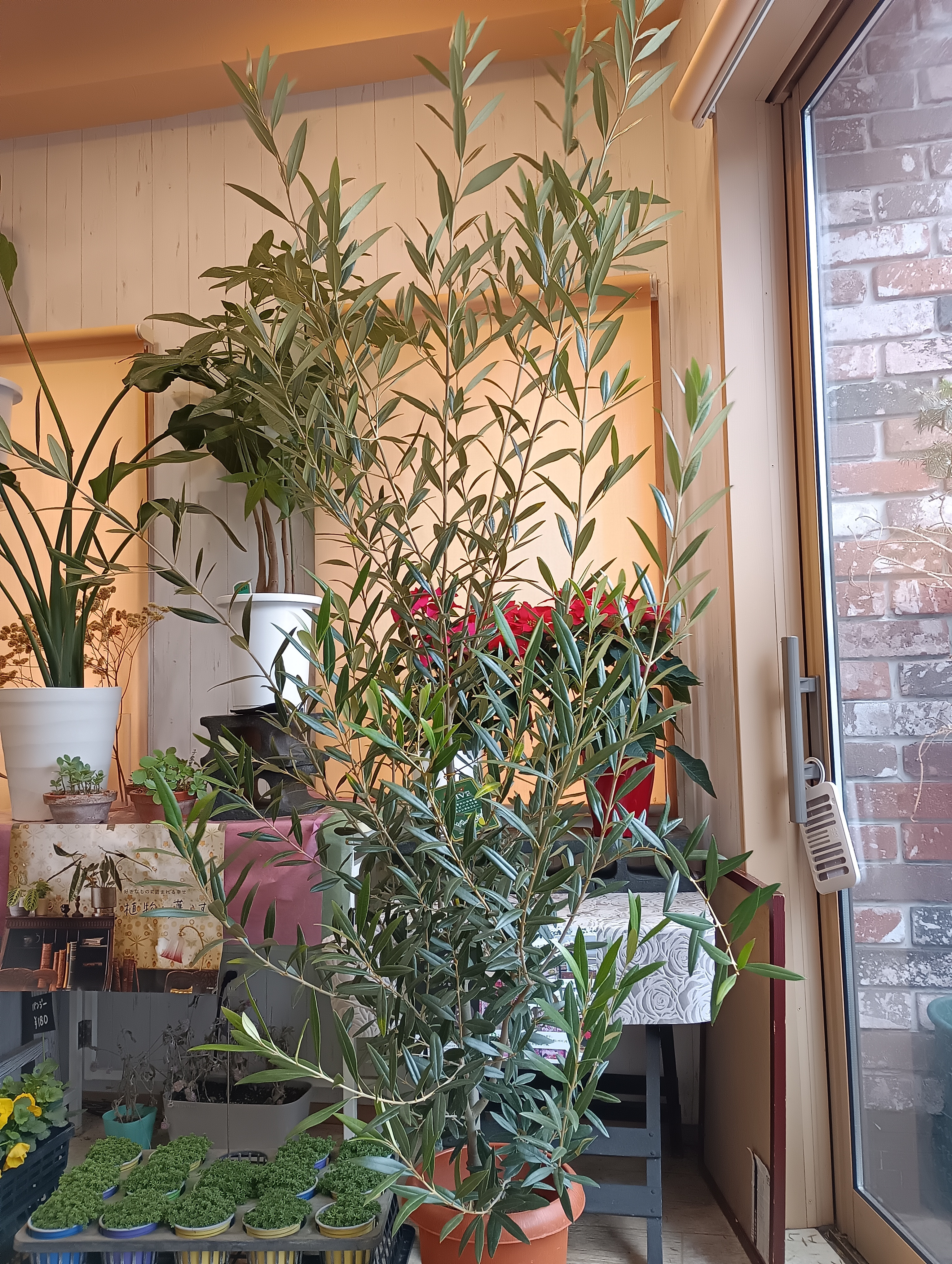 オリーブ入荷しました！