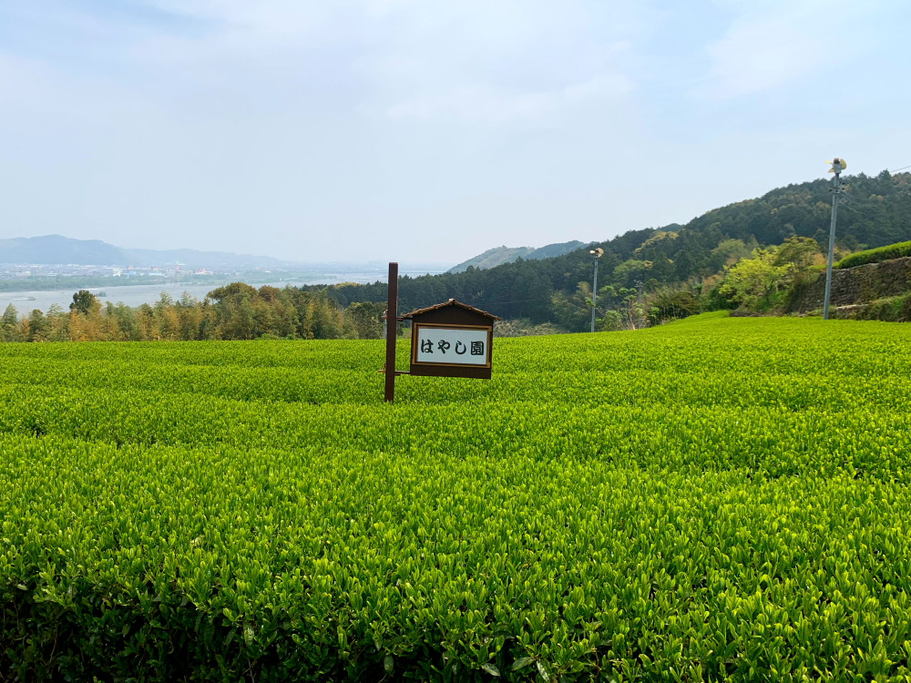 静岡県島田市・新茶時期の契約茶園の様子です。