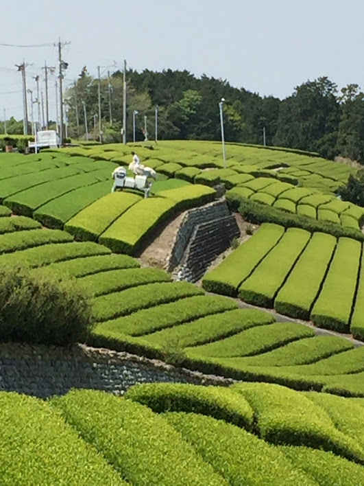 「静岡新茶」続々入荷中！