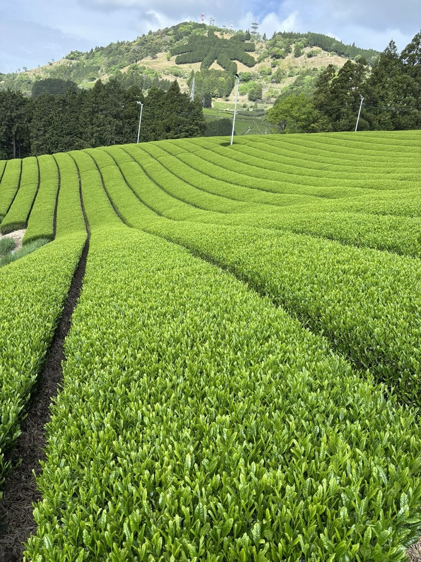 八十八夜の恵み・摘みたて新茶が入荷中です！