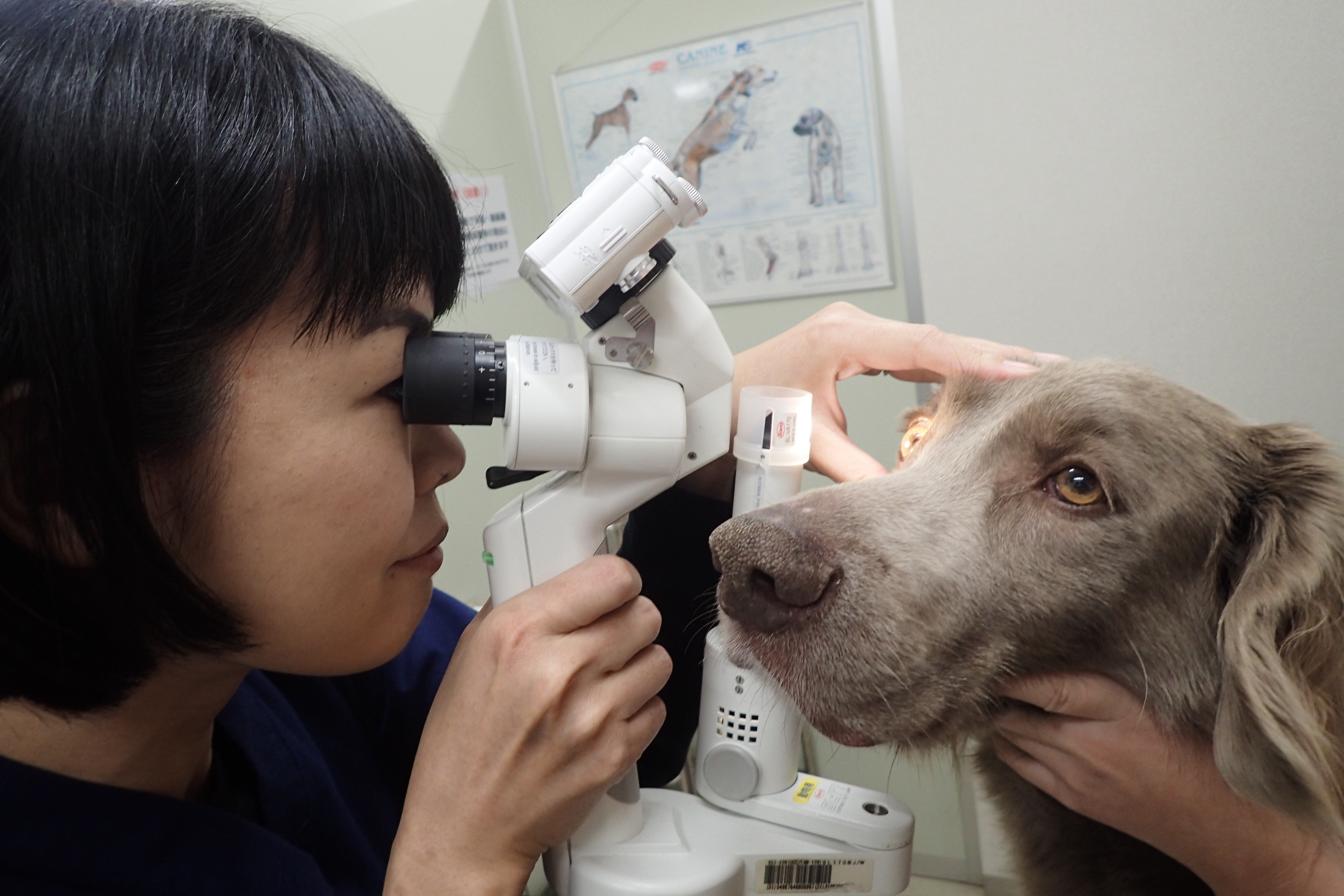 眼科診療