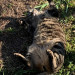 3月　古谷さん猫.JPG