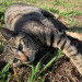 3月　古谷さん猫 (2).JPG