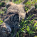 3月　古谷さん猫 (3).JPG