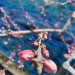 桃の花粉取り　野菜畑.JPG