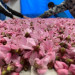 花粉管理　倉庫.JPG