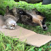 猫　古谷さんの畑 (2).JPG