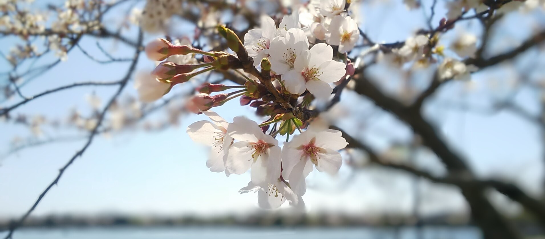 ふれあい坂田池公園の桜