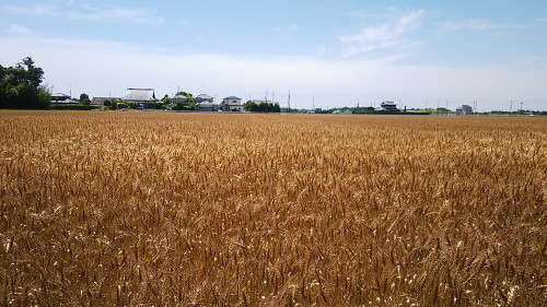北清水の麦畑
