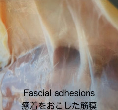 A97CD97D-69C4-4784-B86E-EA7B87E18636.jpeg
