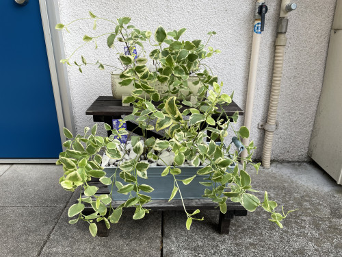 玄関前に新しいグリーンが仲間入りしました