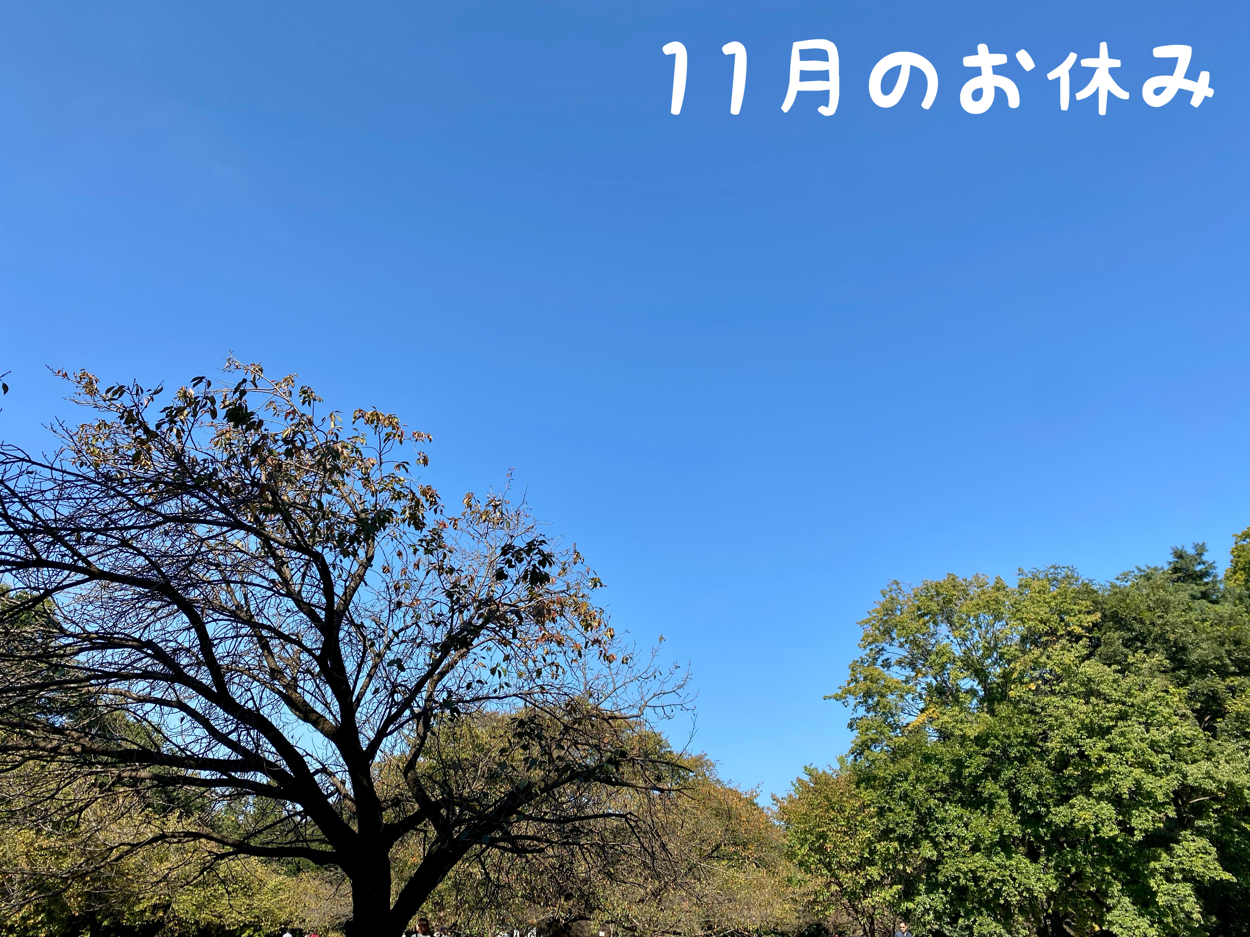 11月のお休み