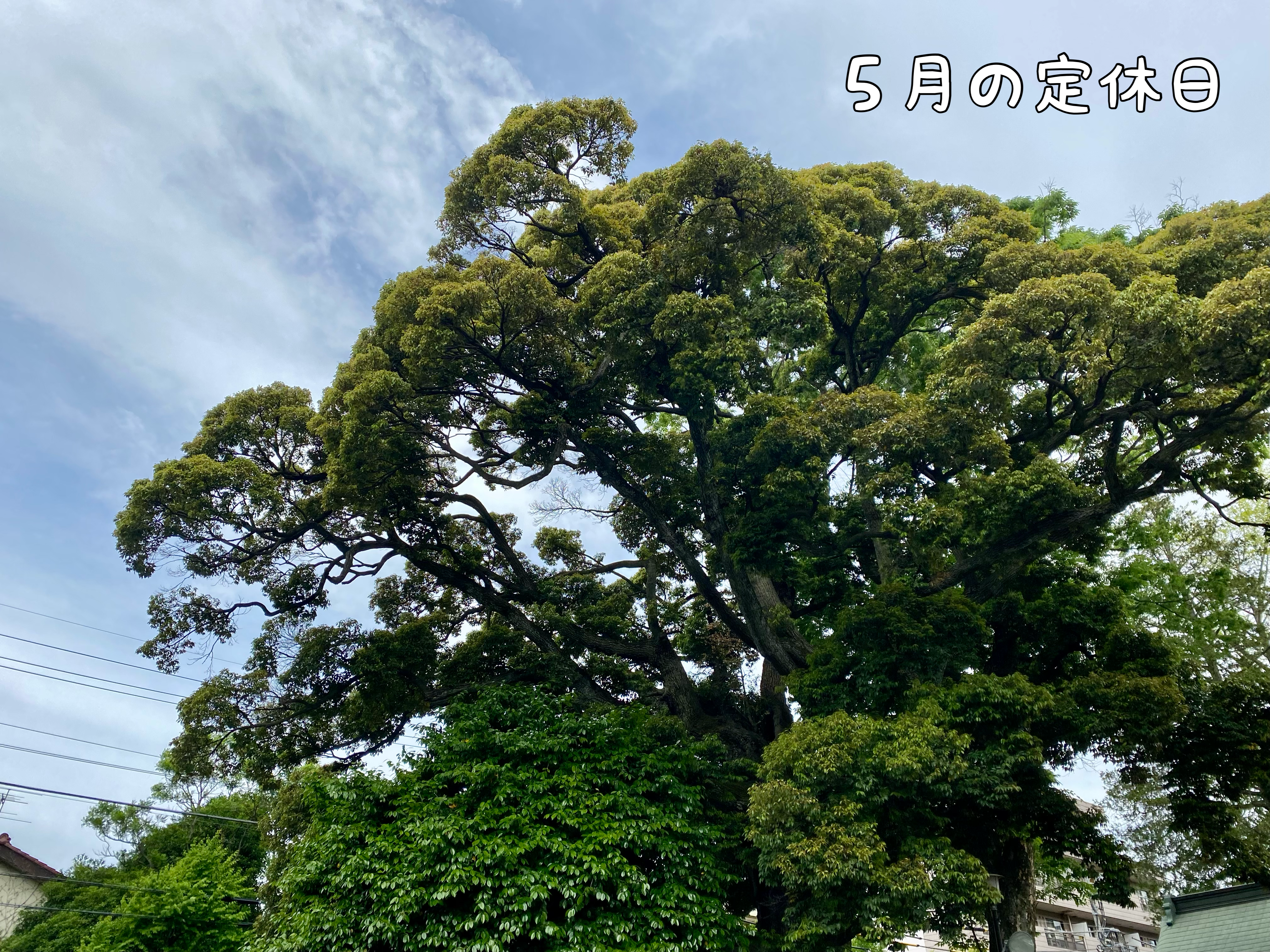 ５月の定休日