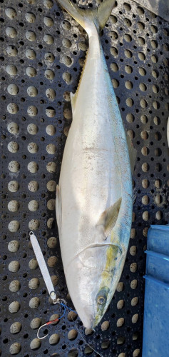 輪島沖より鰤釣果🐟