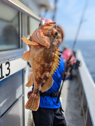 ウッカリカサゴ🎣