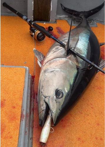 タコポンでマグロ🐟❗️