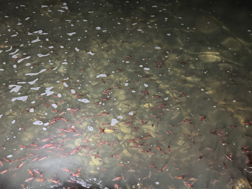 新月大潮の夜🌚