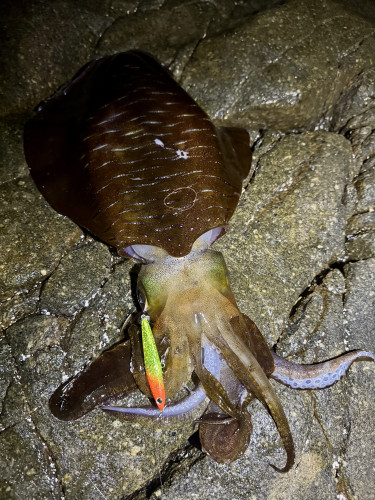 尺八ミノーで❗️アオリイカ🦑