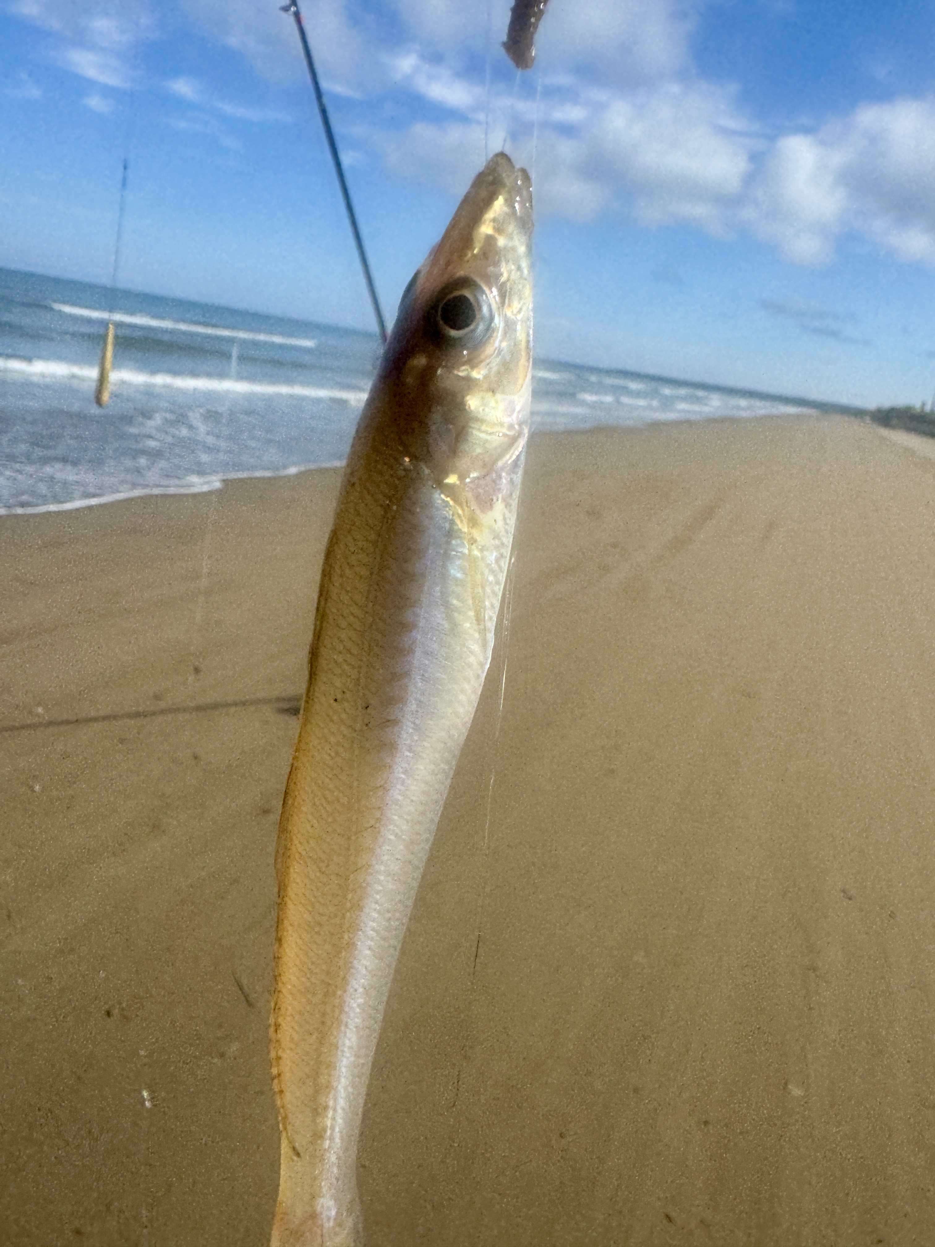 IMG_3016.jpeg