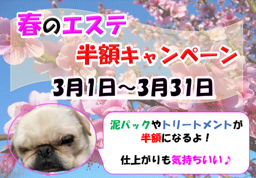 2024年　3月　エステ半額.png