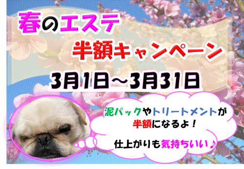 2026年3月エステ半額.png