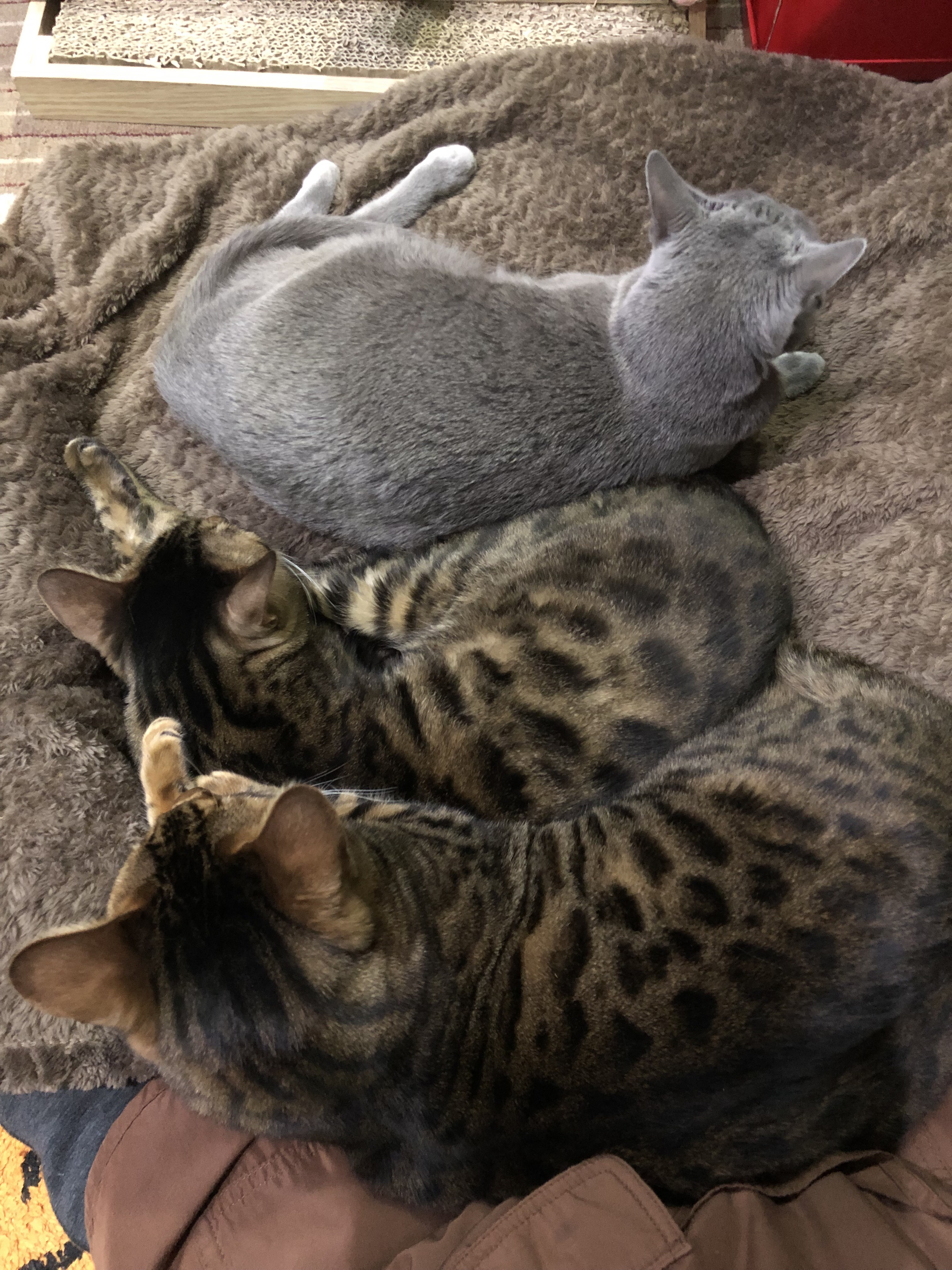 猫団子.jpg