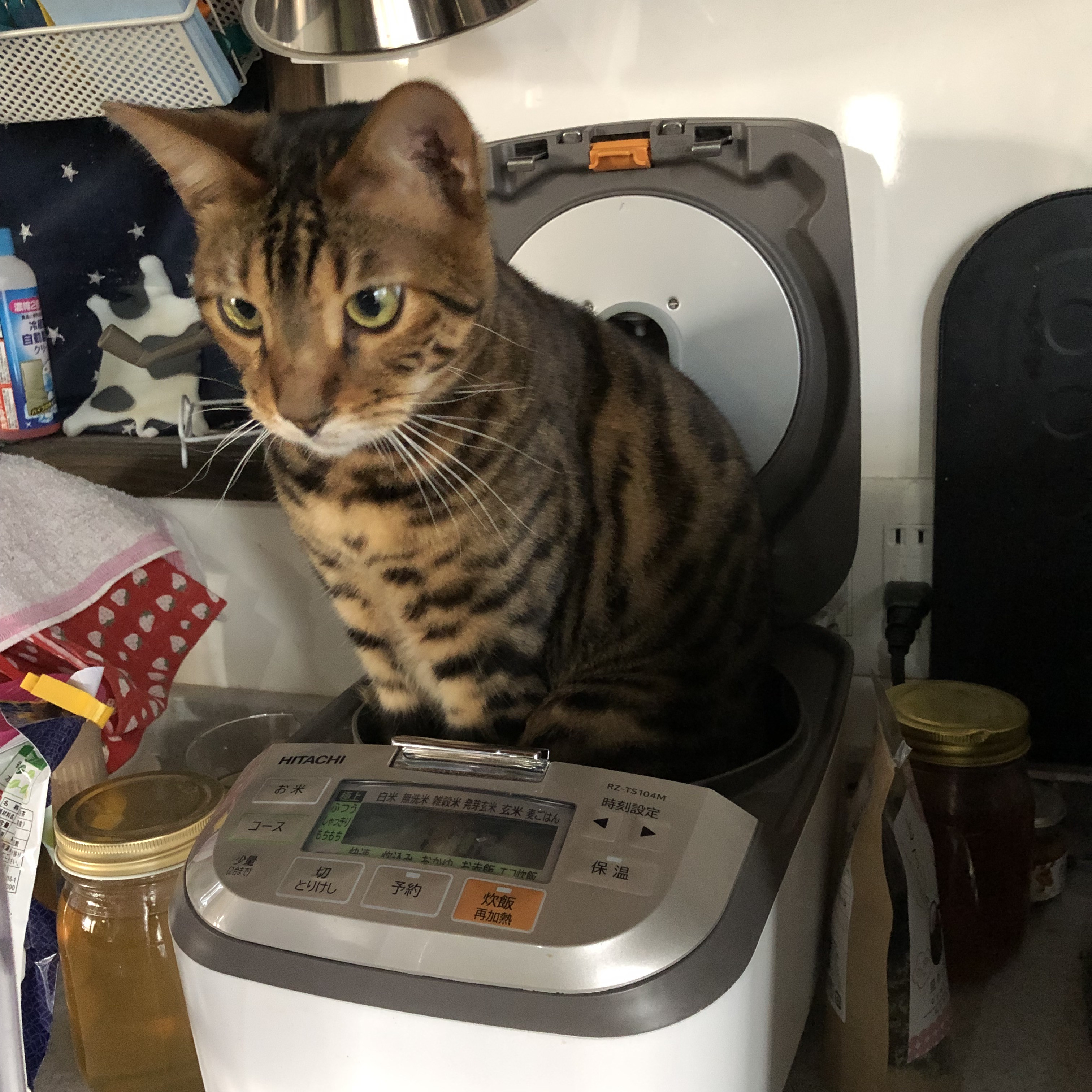 炊飯器にゃん.jpg
