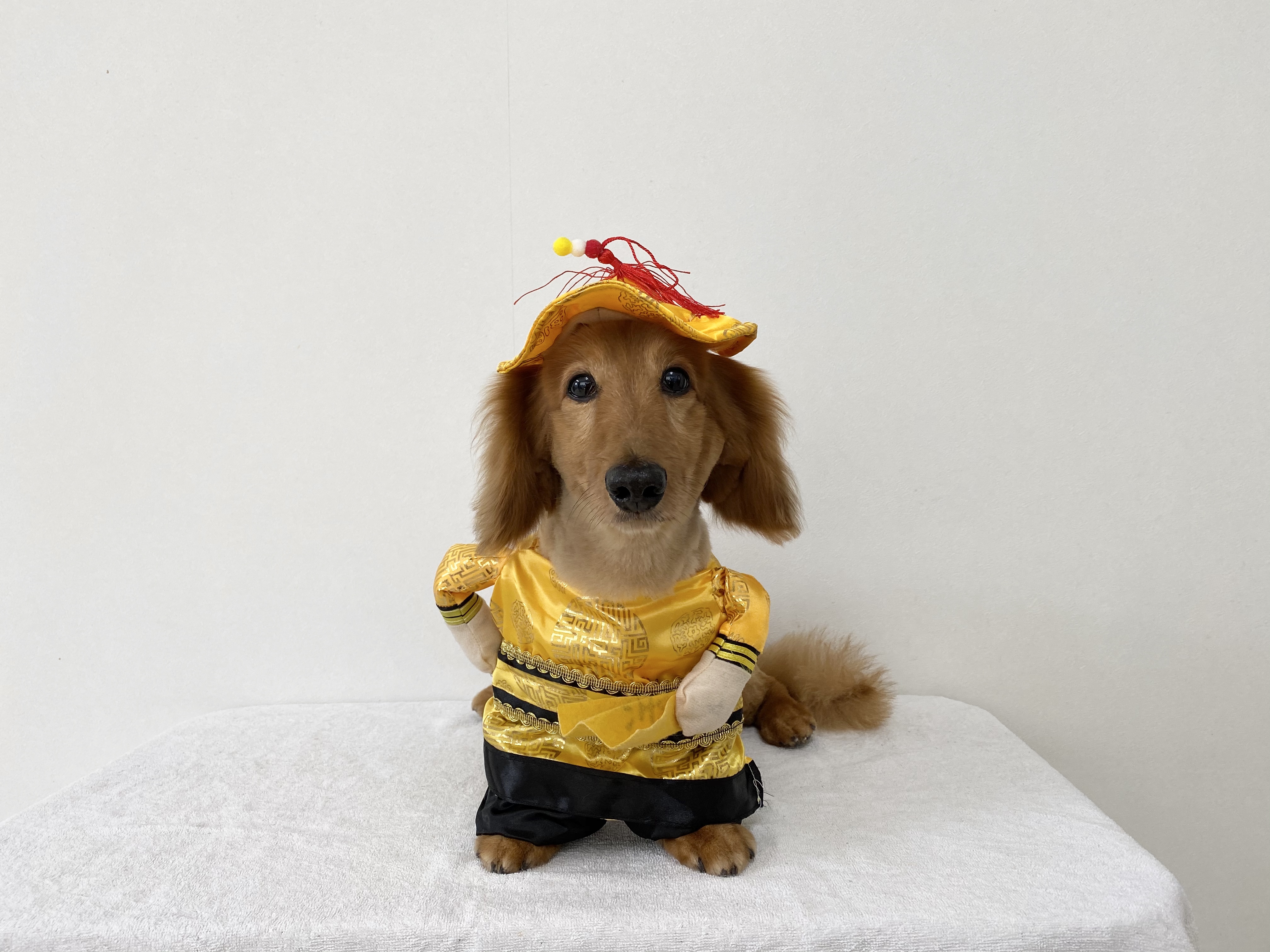 写真 コスプレ犬 5ページ Dog Saolon ウィンクル