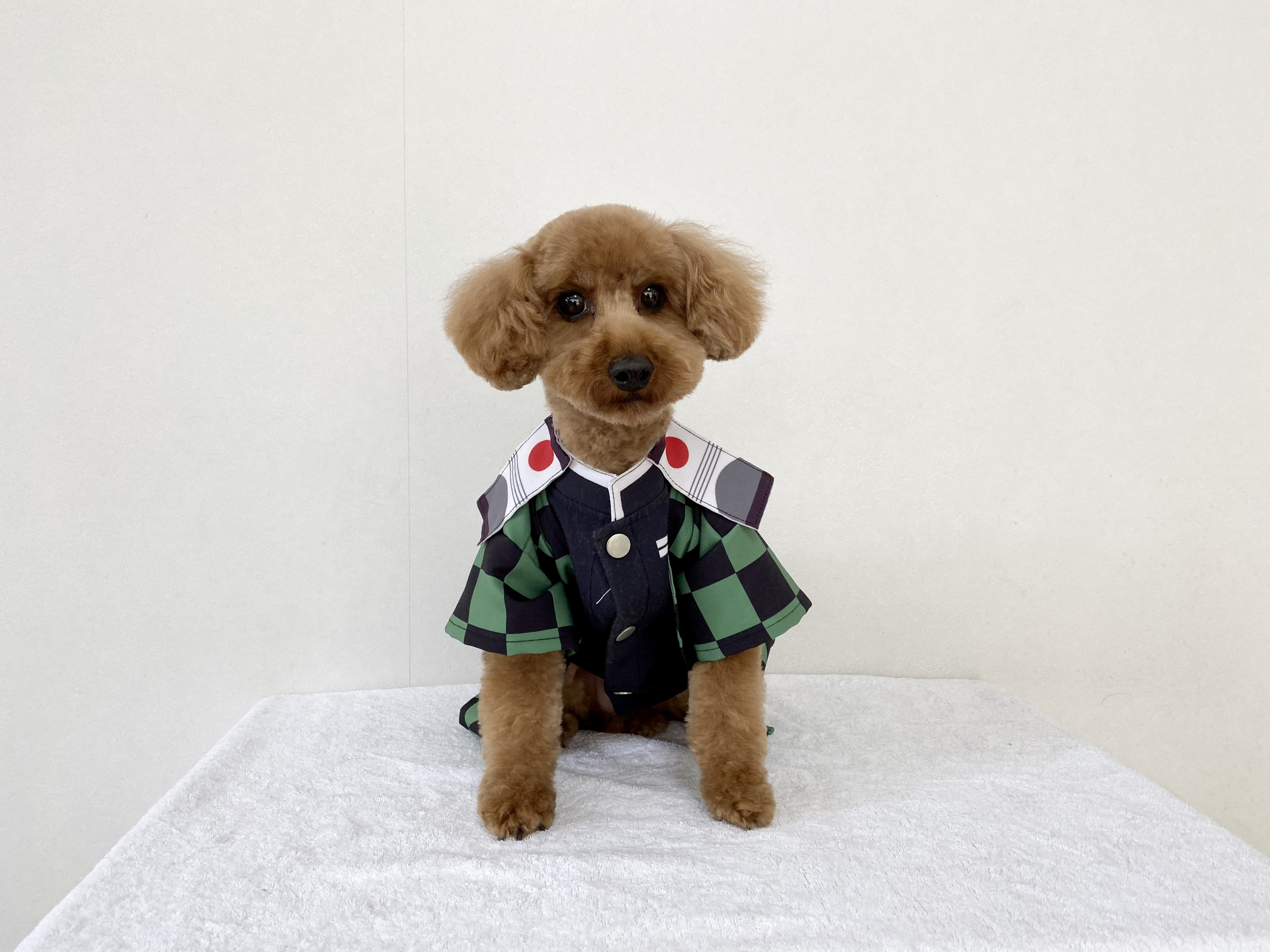 写真 コスプレ犬 4ページ Dog Saolon ウィンクル