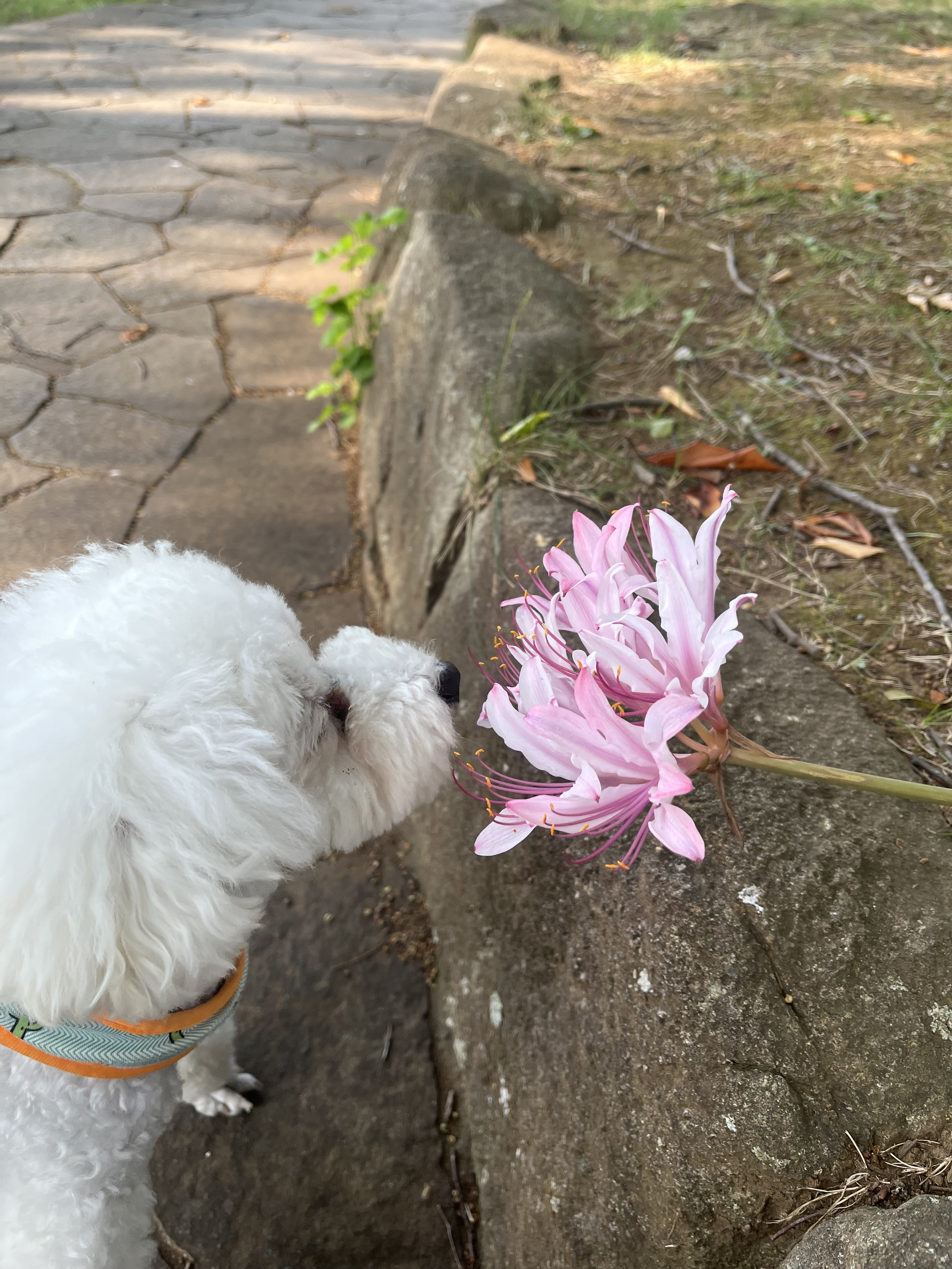 12月までのご予約をお受け致しております！