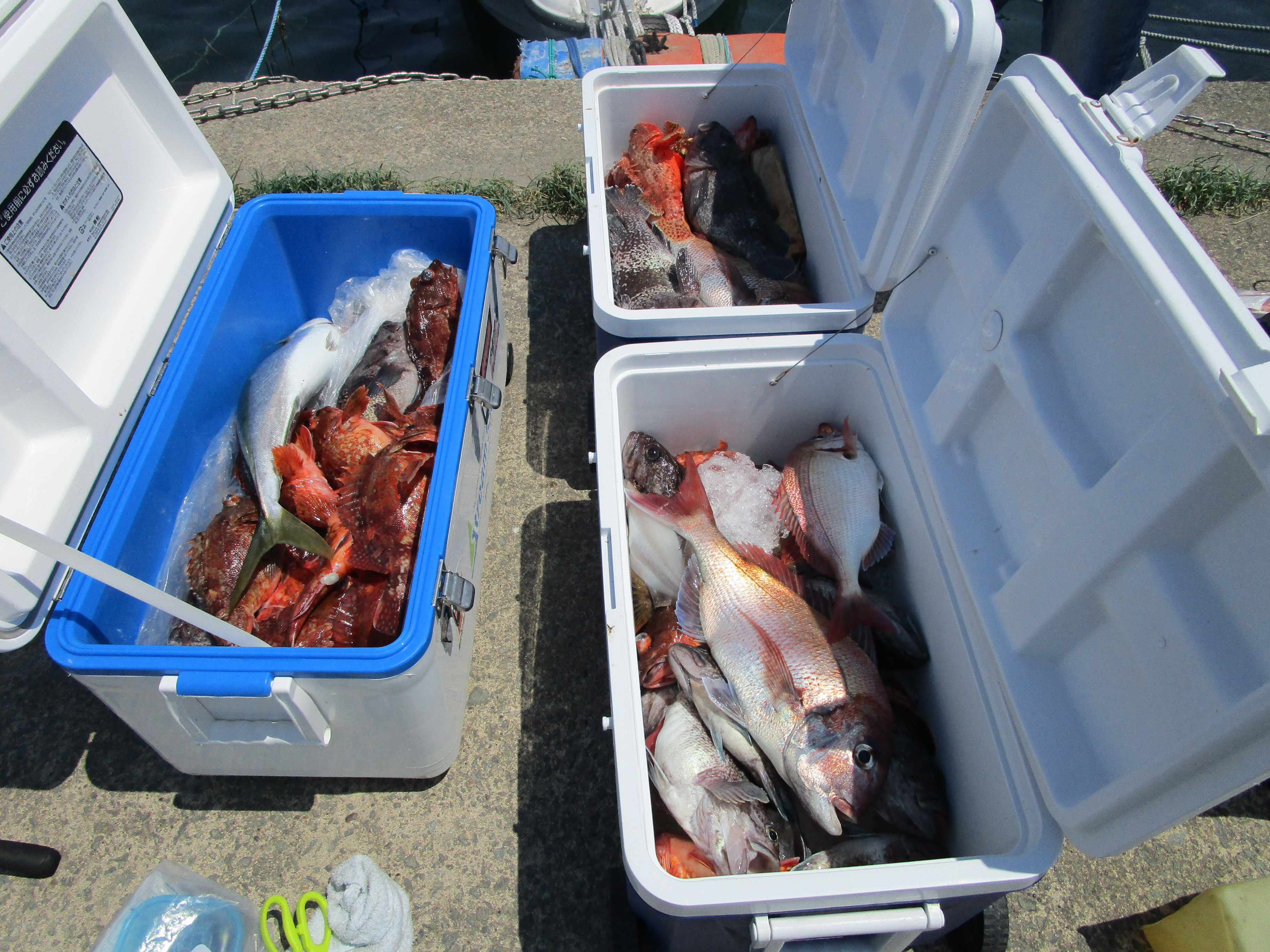 根魚・五目釣り