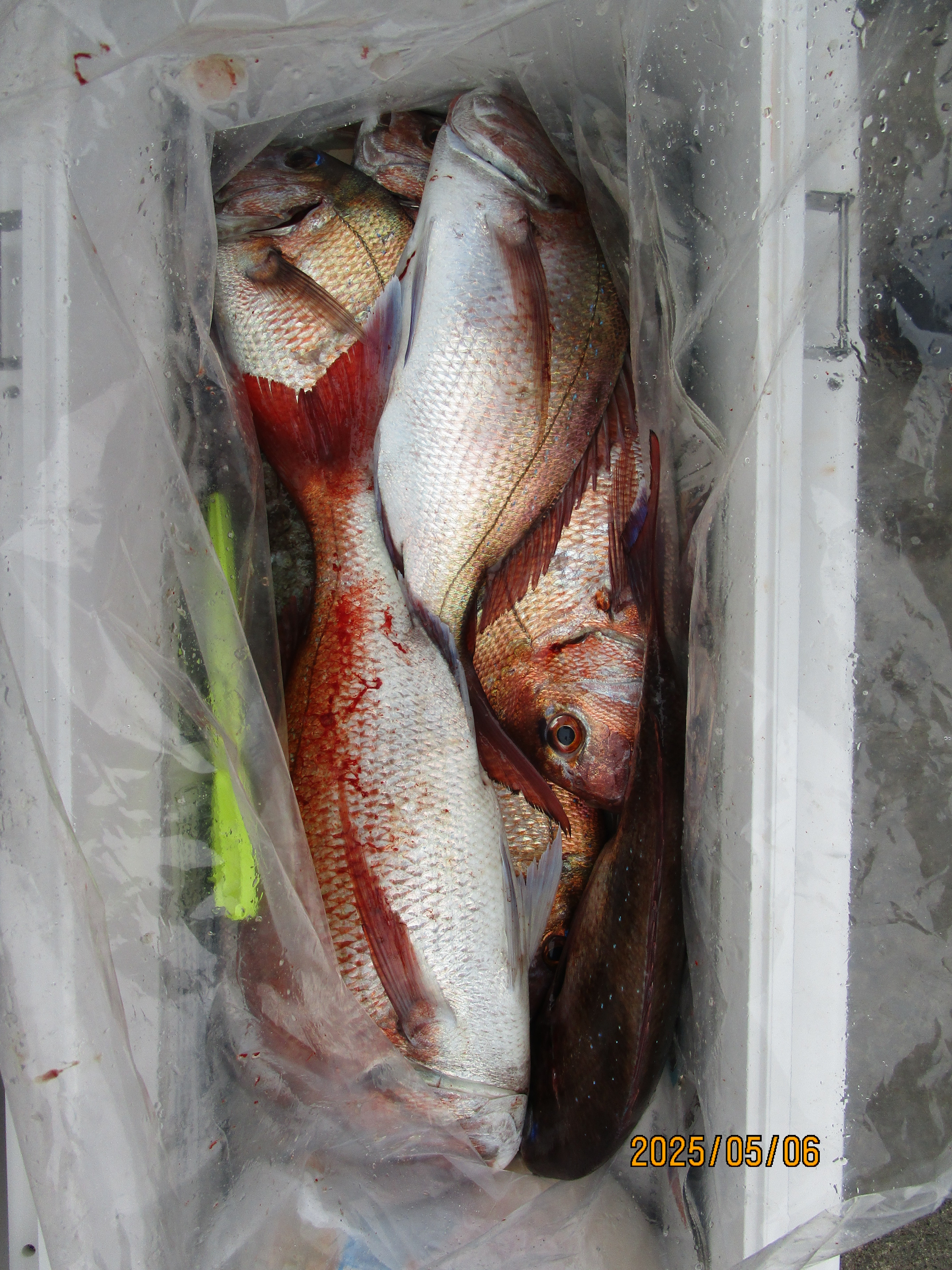 真鯛釣り