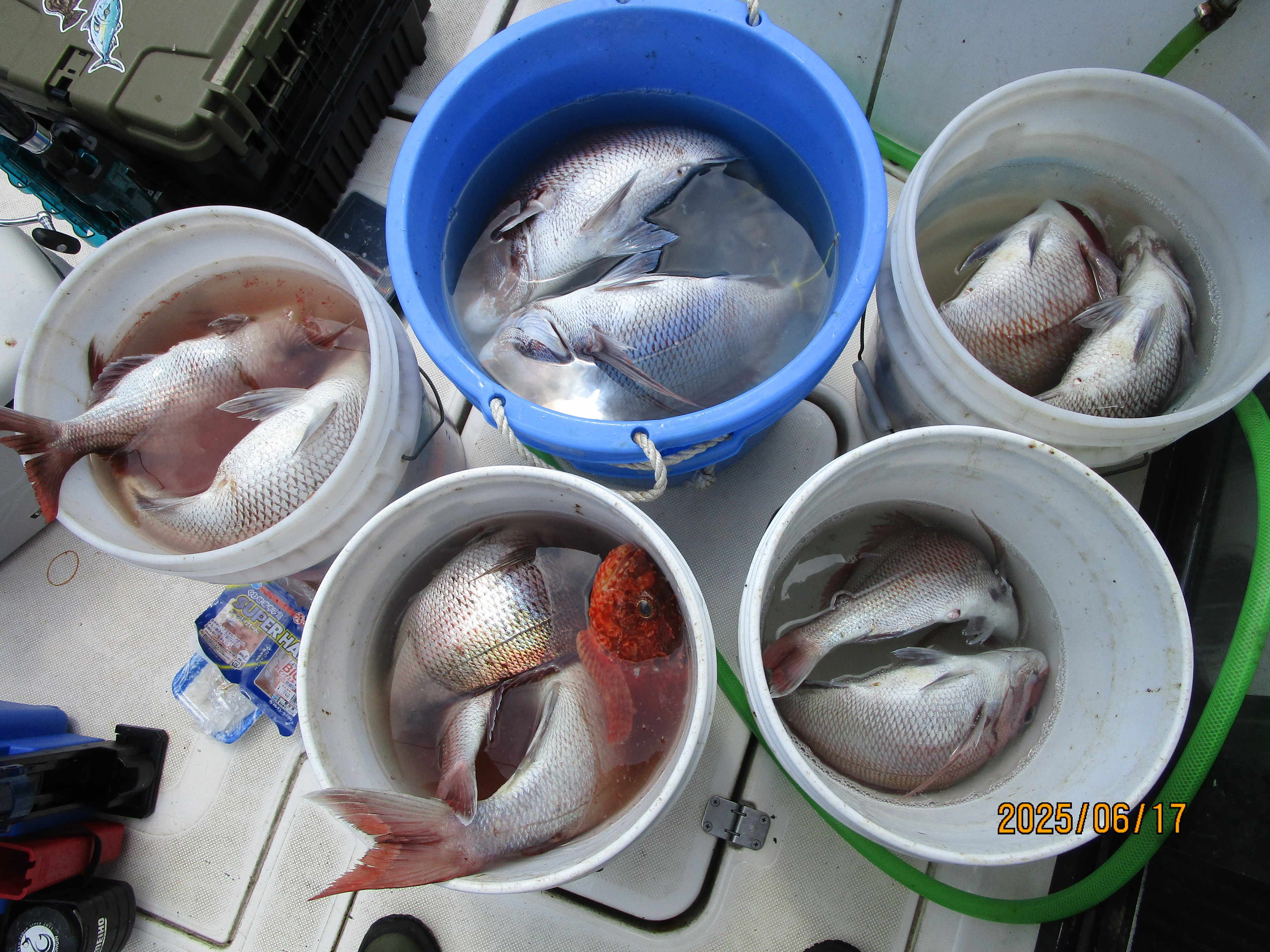 真鯛釣り