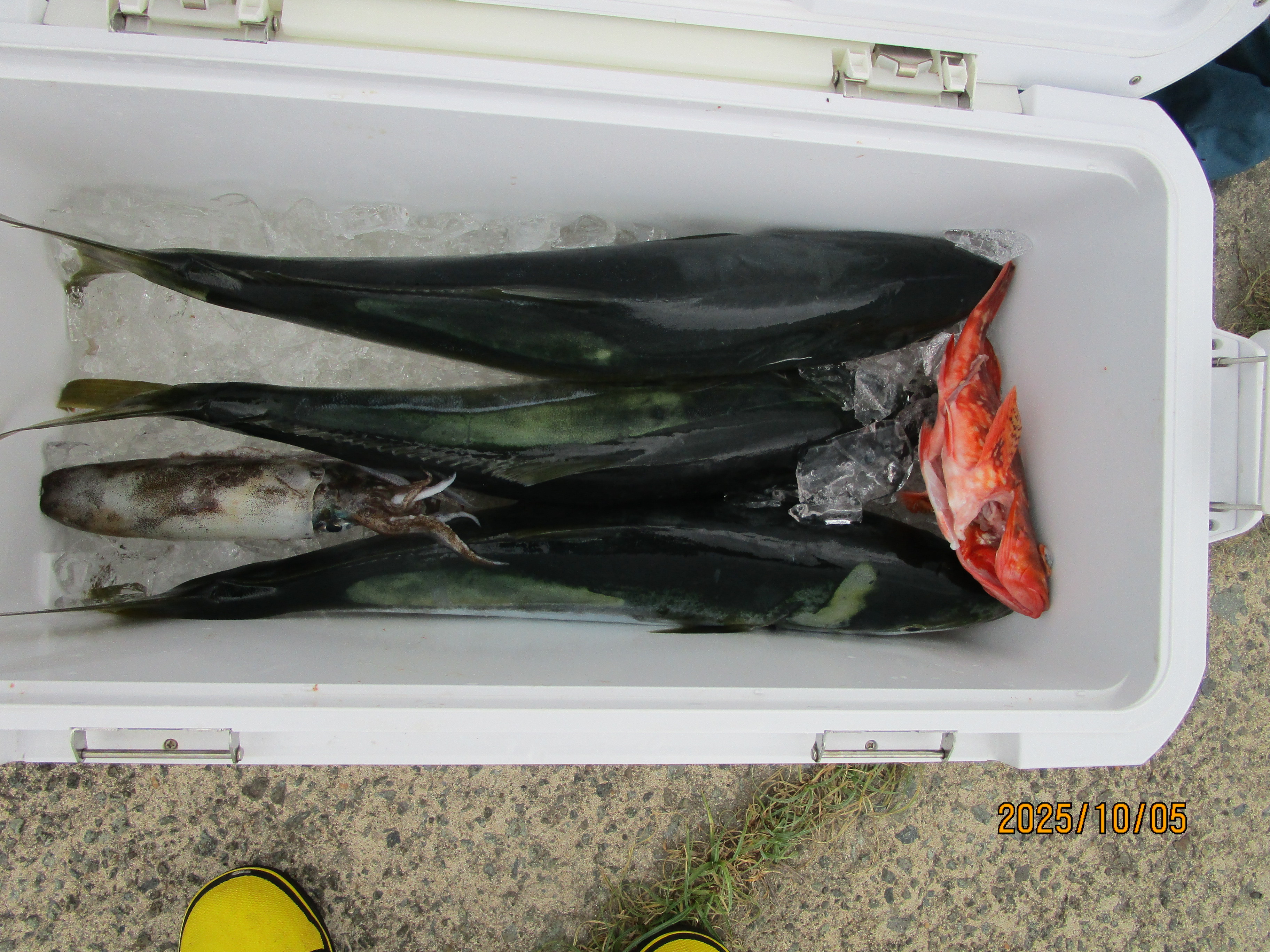 真鯛釣り