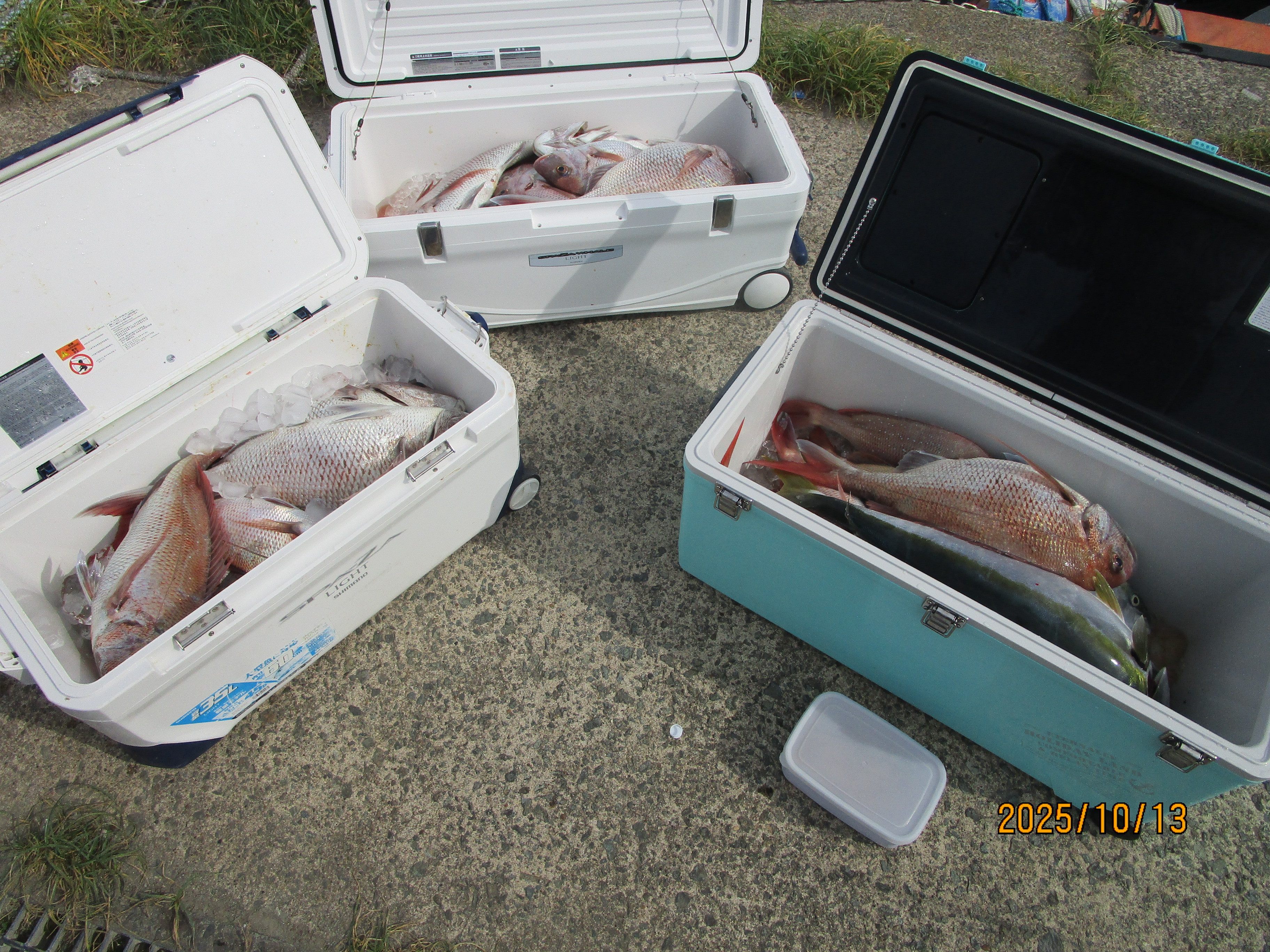 真鯛釣り