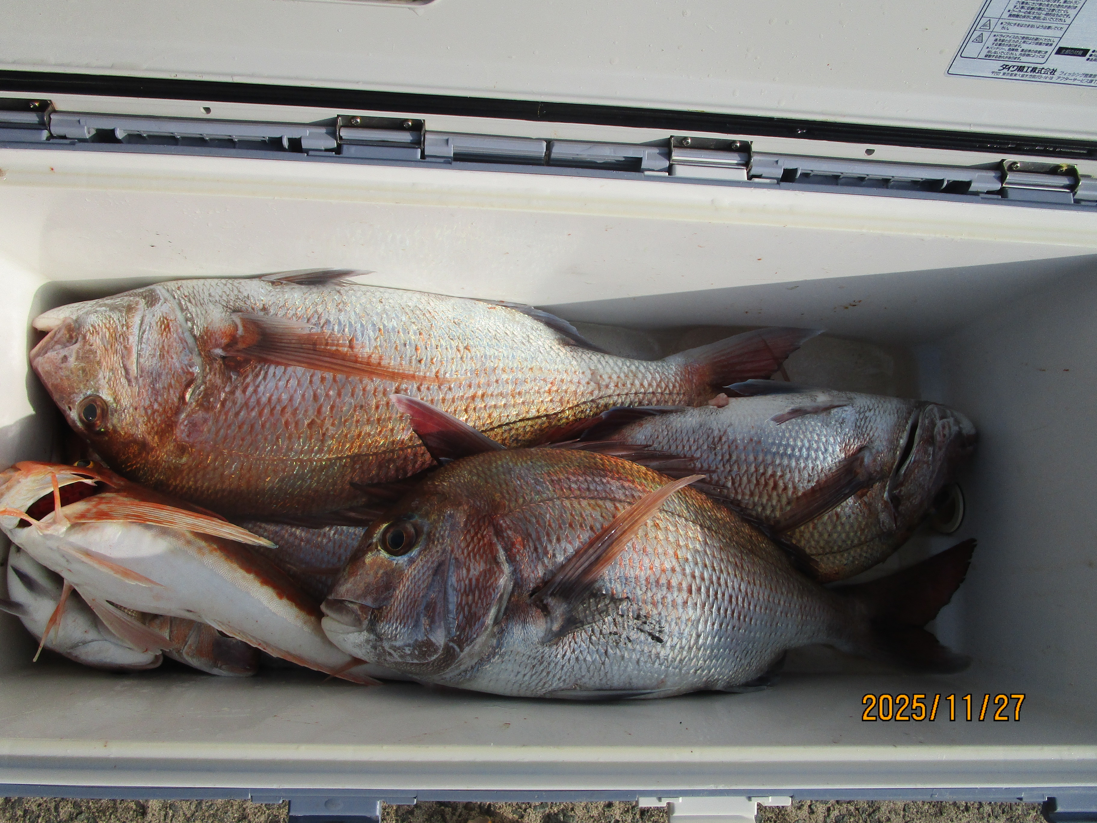 真鯛・五目釣り