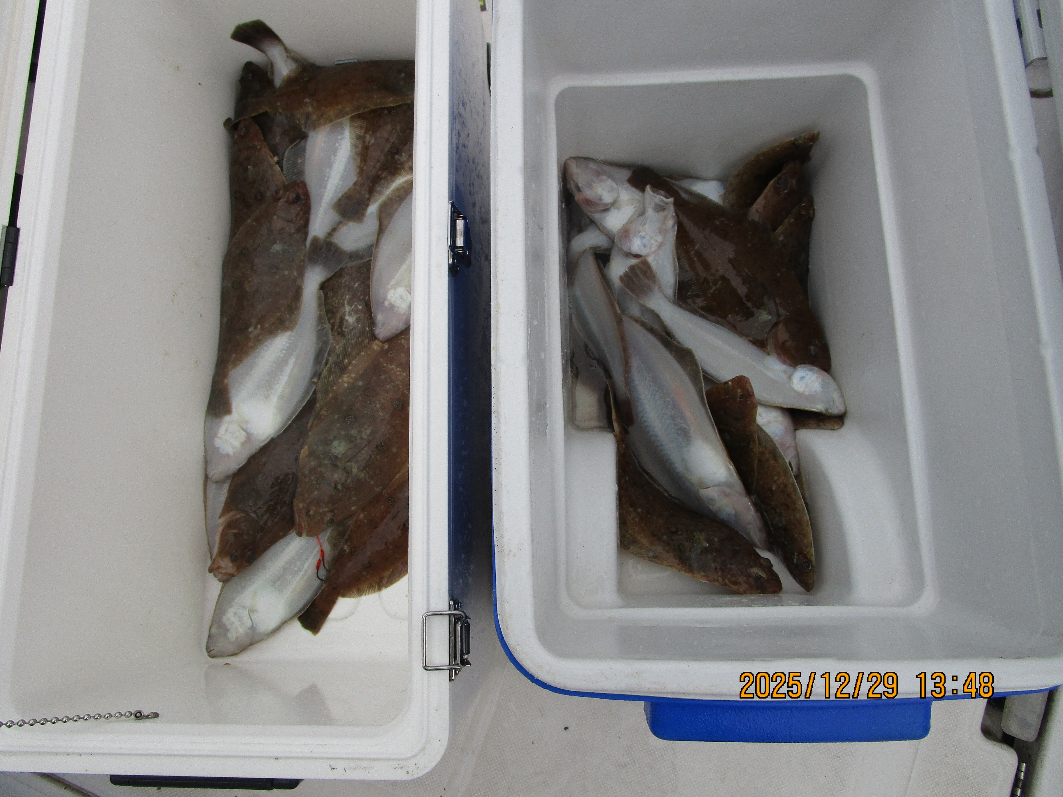 ミズクサカレイ釣り