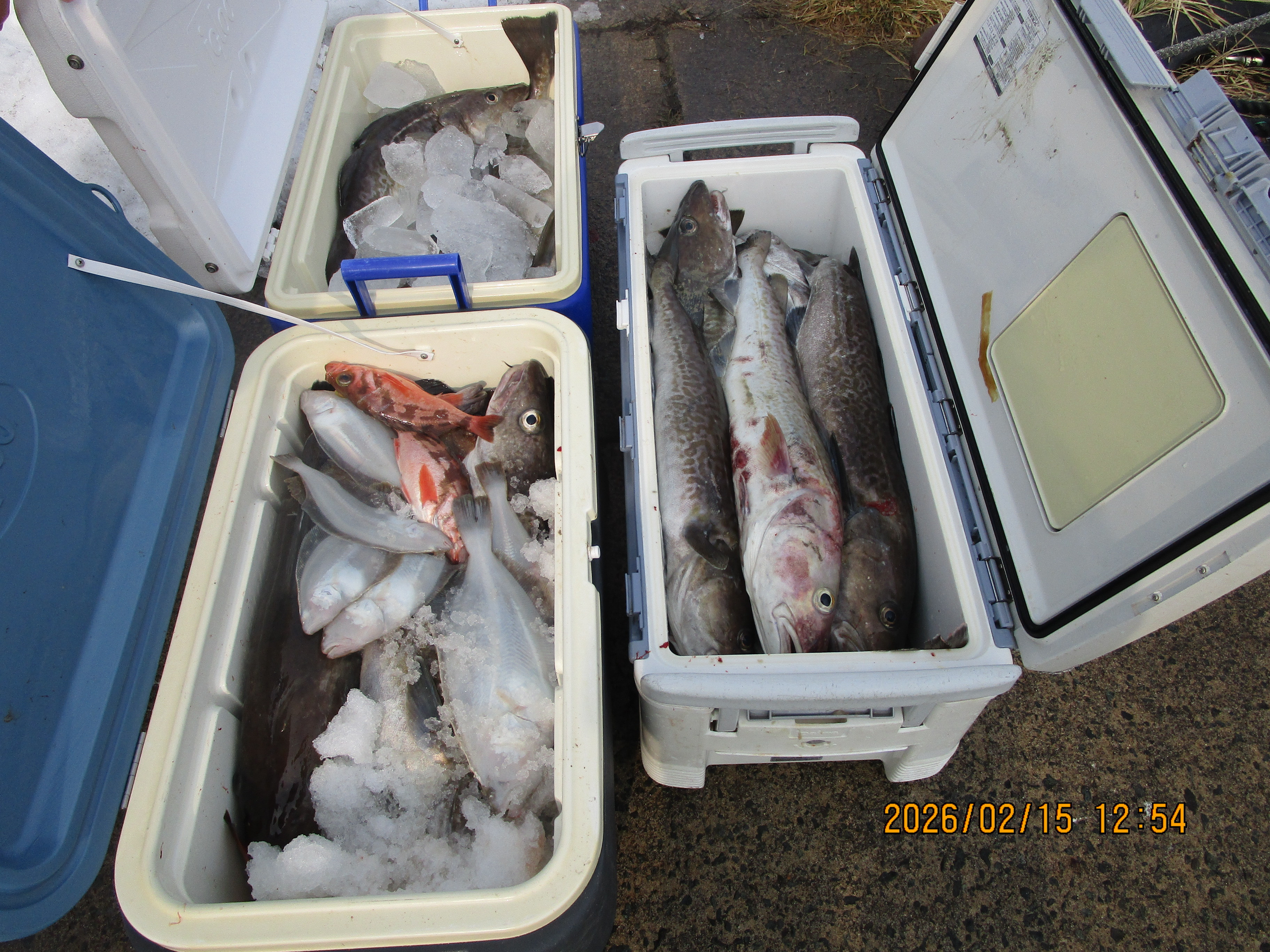 ミズクサカレイ・真鱈・根魚釣り(2月15日)