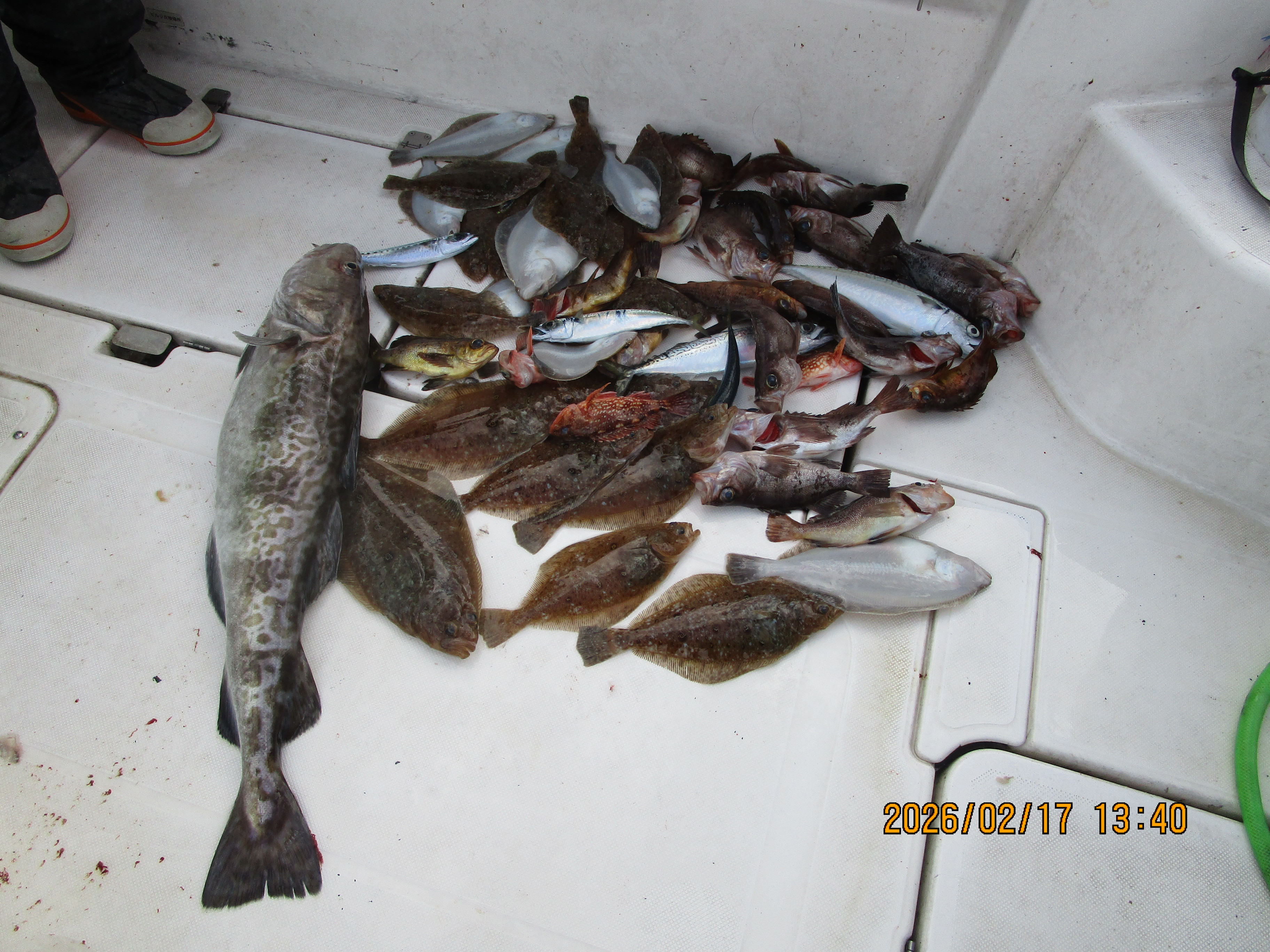 ミズクサカレイ・真鱈釣り