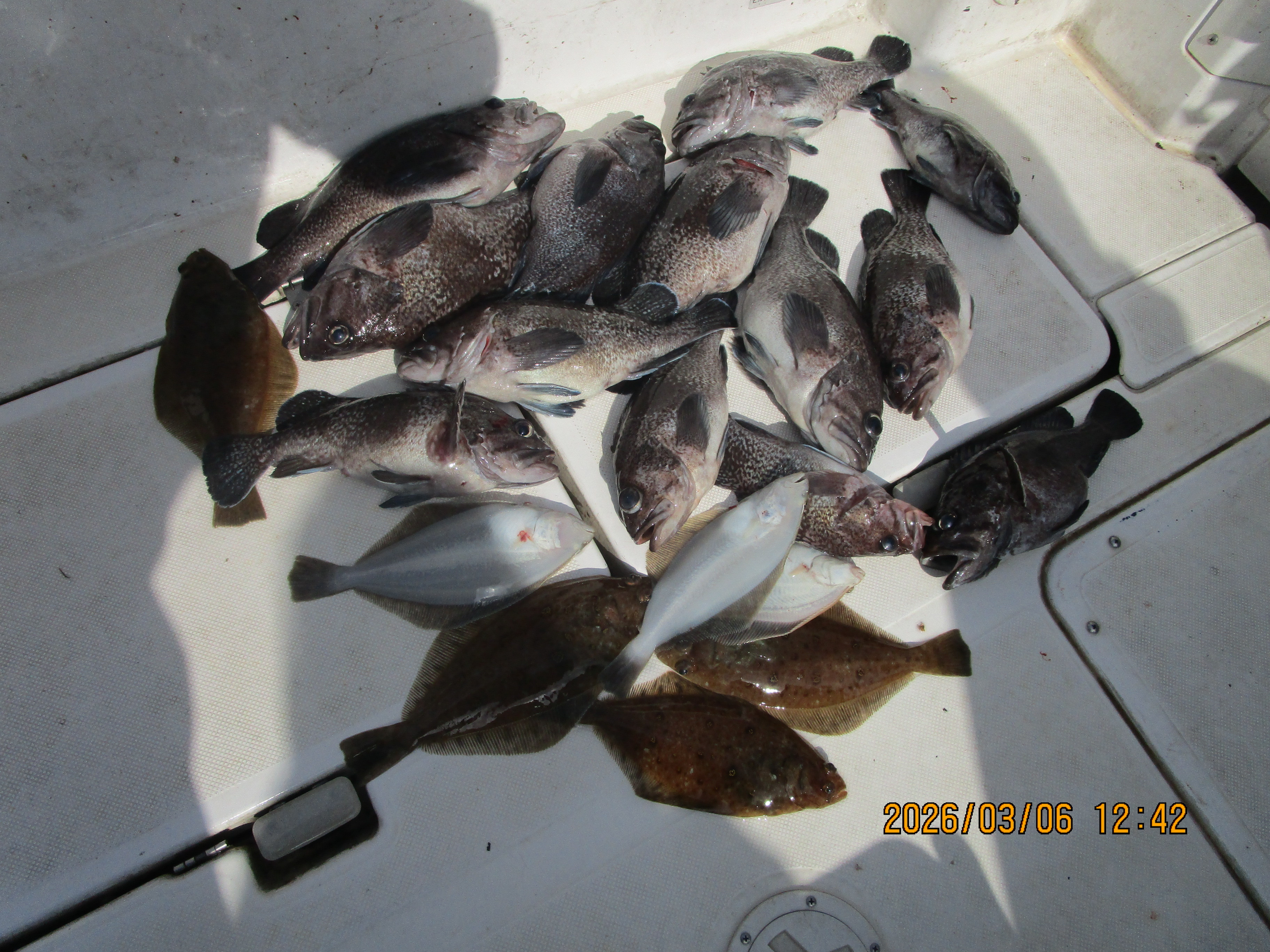 真鱈・ミズクサカレイ釣り