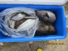 ミズクサカレイ・根魚釣り